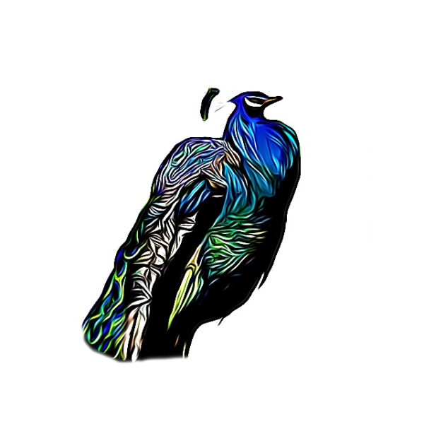 The Peacock